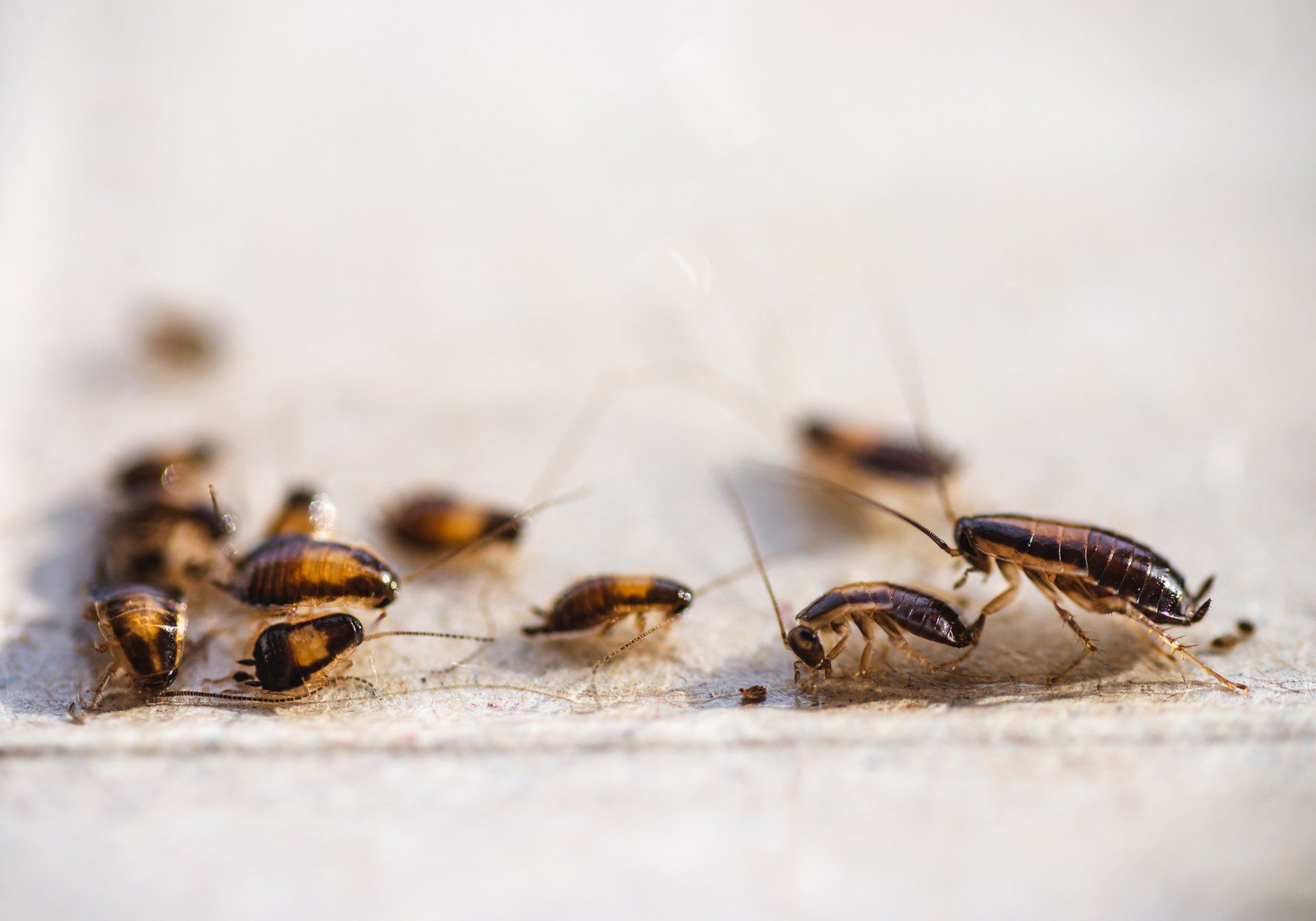 What to Expect from a Comprehensive Roach Pest Control Service