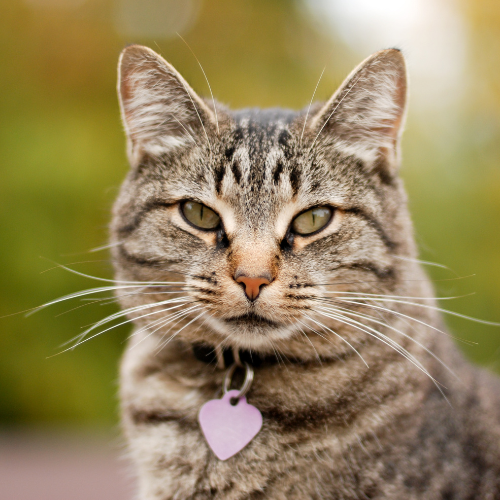 Designing the Perfect Cat Tag: Expert Tips on Custom Engraving