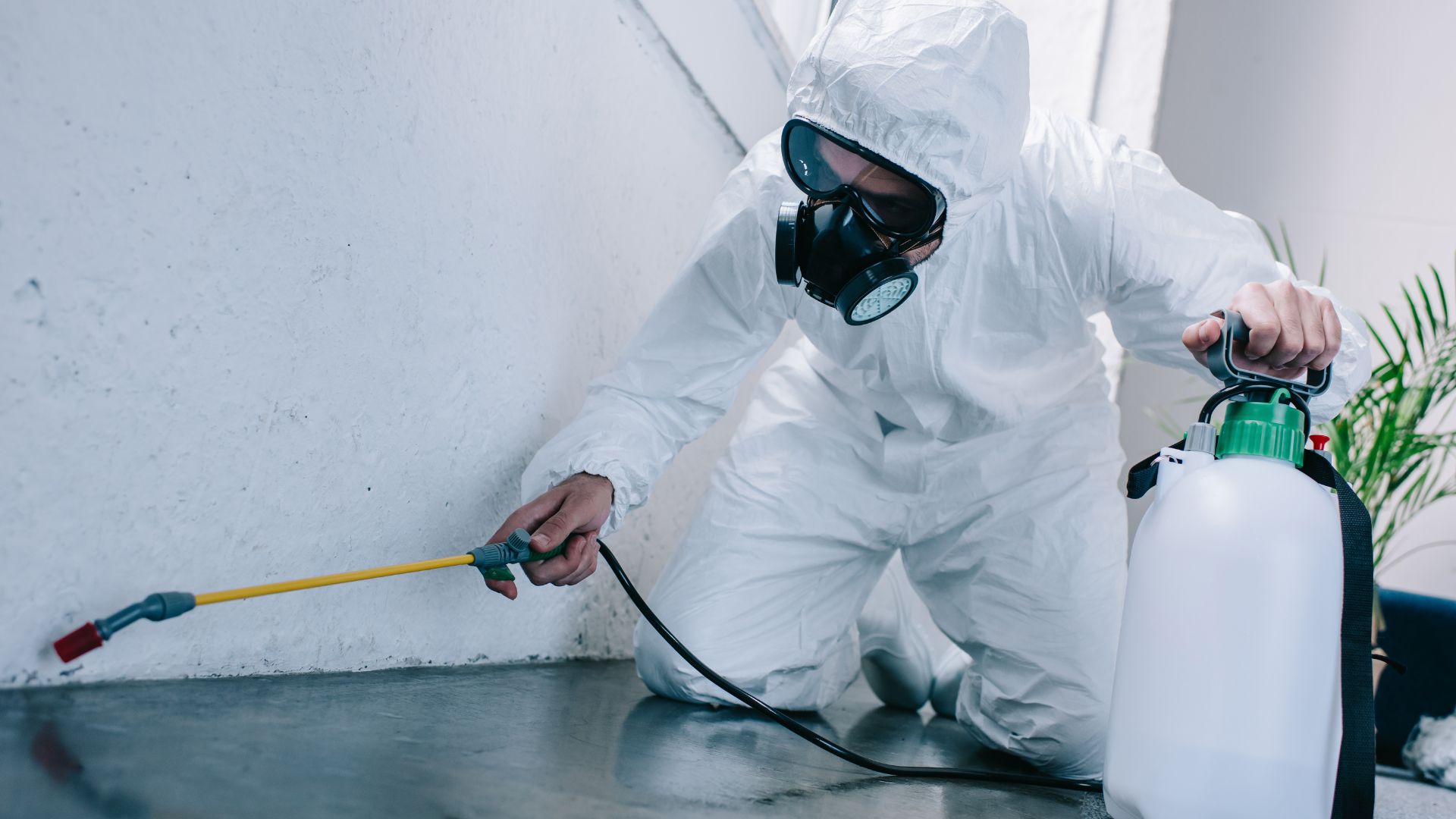 carpet cleaning company in San Diego