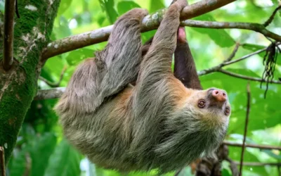Hidden Nature Experiences Around Arenal You Can Discover on a Sloth Tour